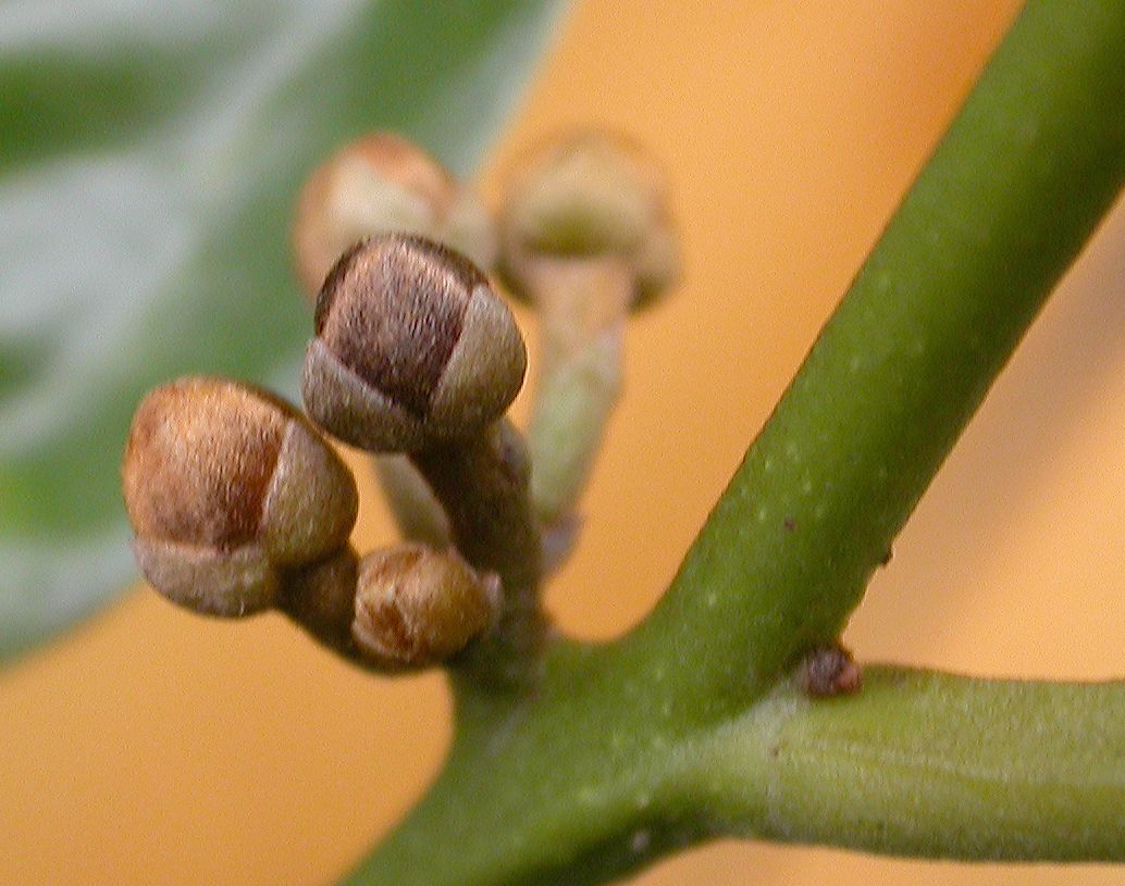 Annonaceae Fissistigma 