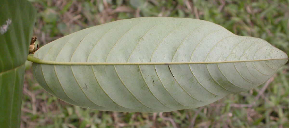Annonaceae Fissistigma 