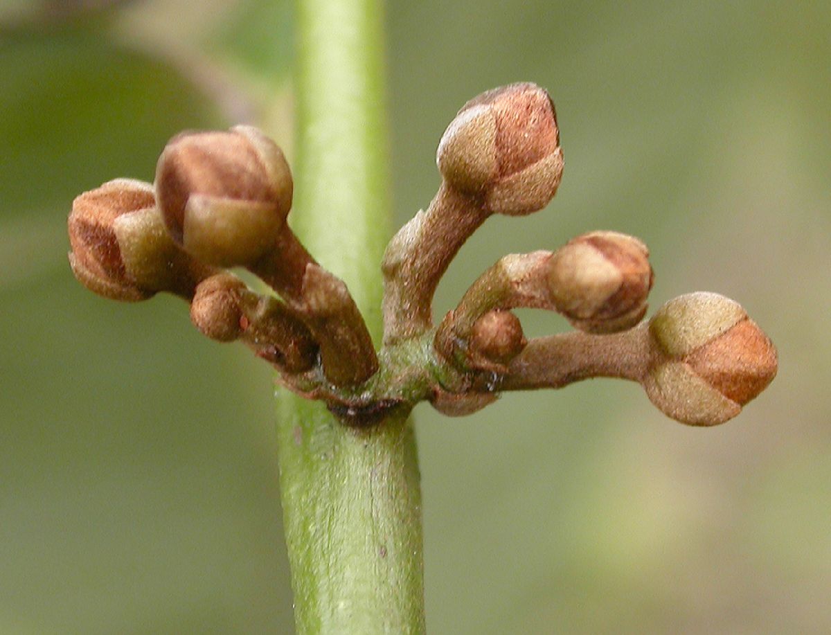 Annonaceae Fissistigma 