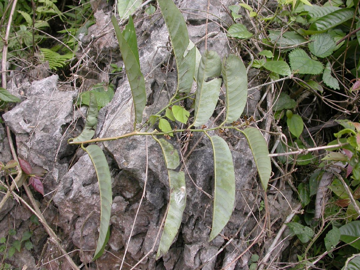 Annonaceae Fissistigma 