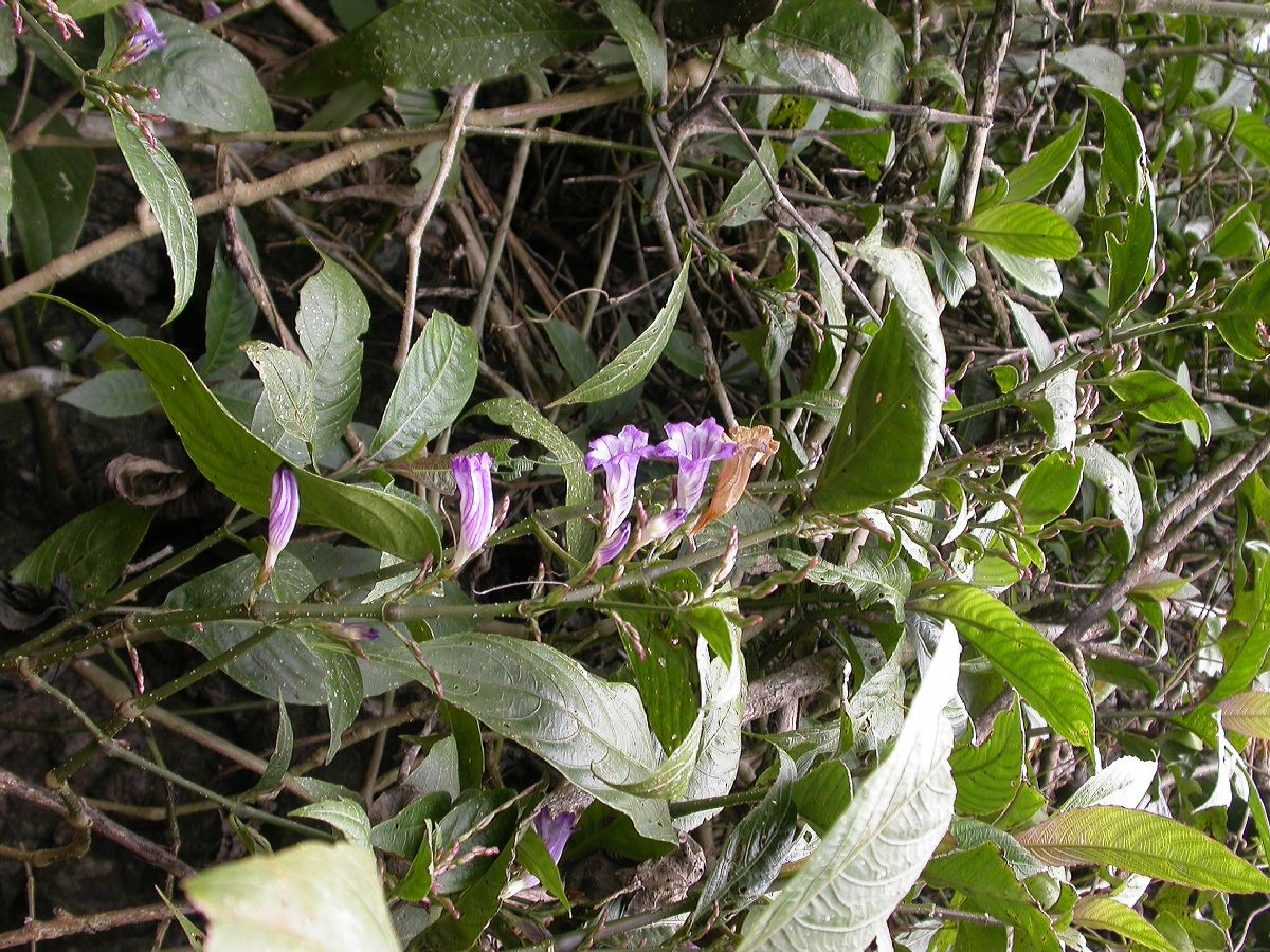 Acanthaceae Strobilanthes 