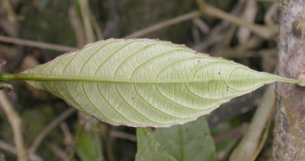 Acanthaceae Strobilanthes 