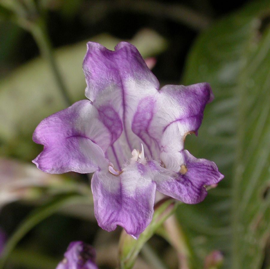 Acanthaceae Strobilanthes 