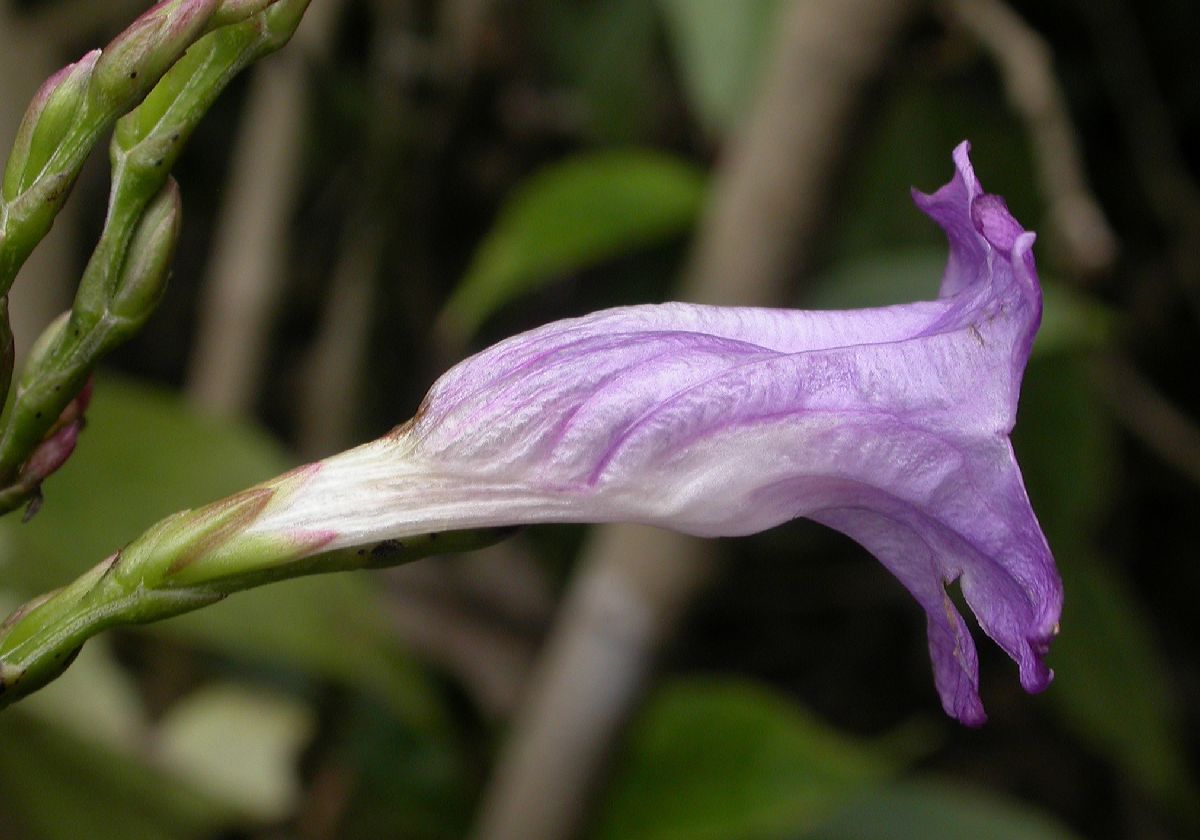 Acanthaceae Strobilanthes 