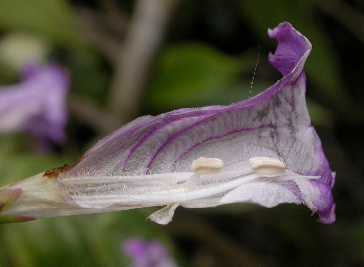 Acanthaceae Strobilanthes 