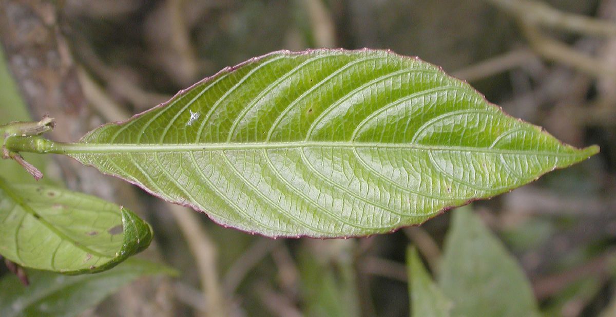Acanthaceae Strobilanthes 