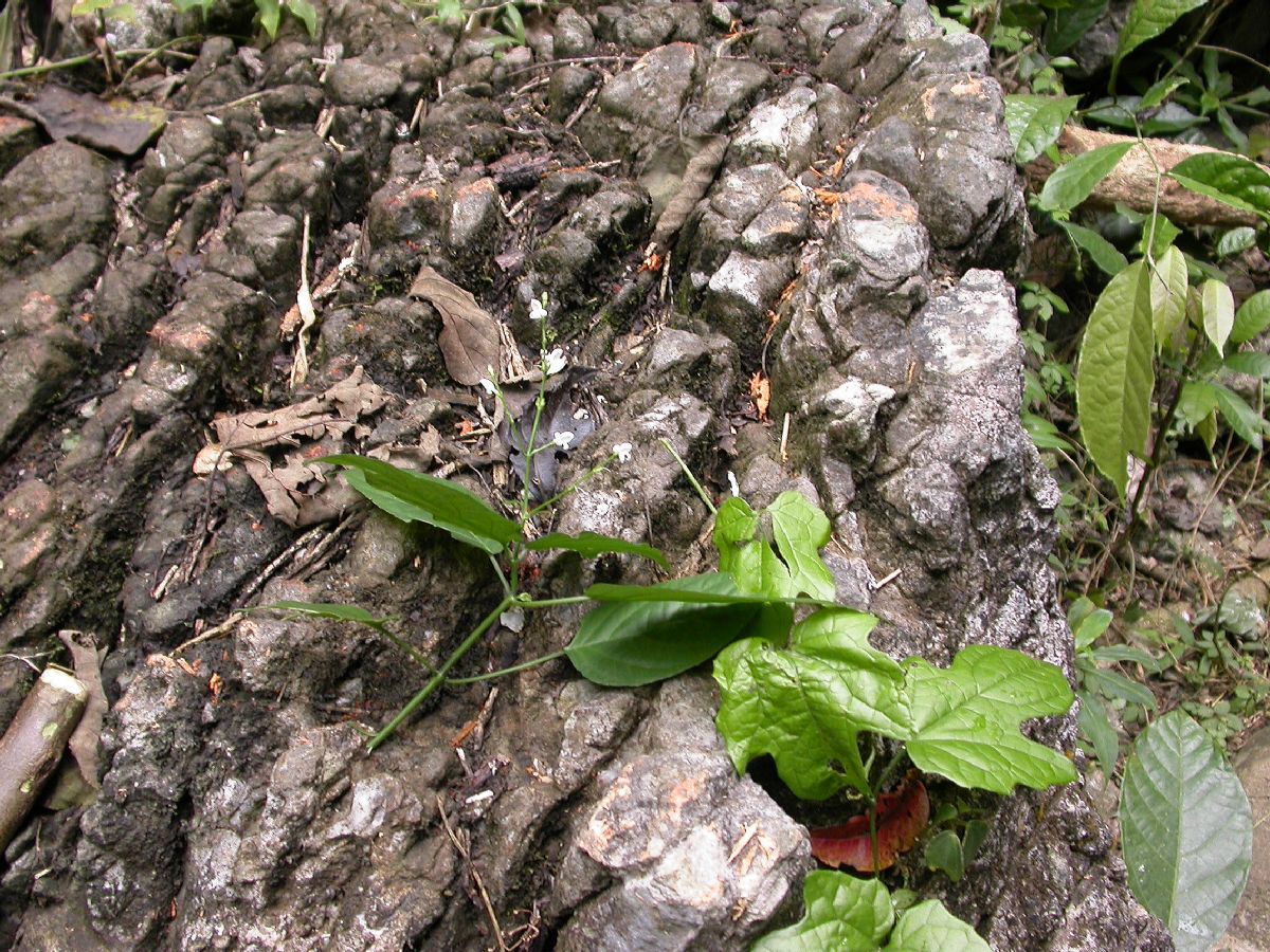 Acanthaceae  