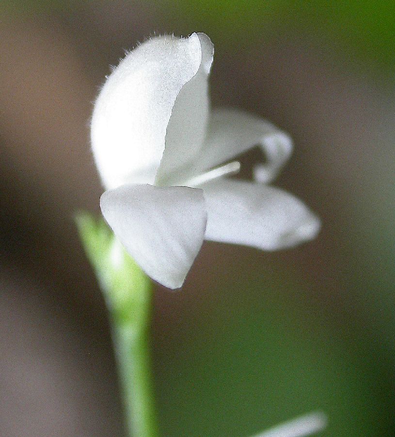Acanthaceae  