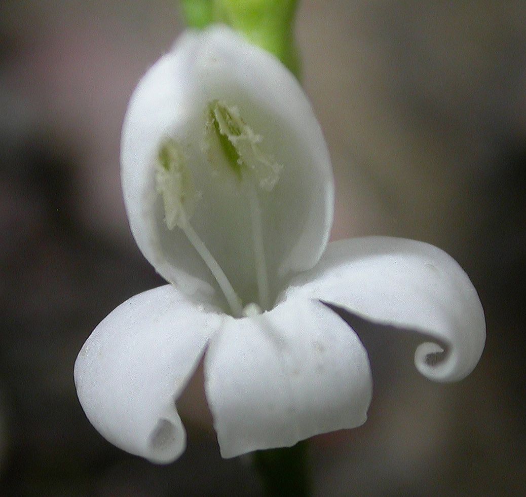 Acanthaceae  