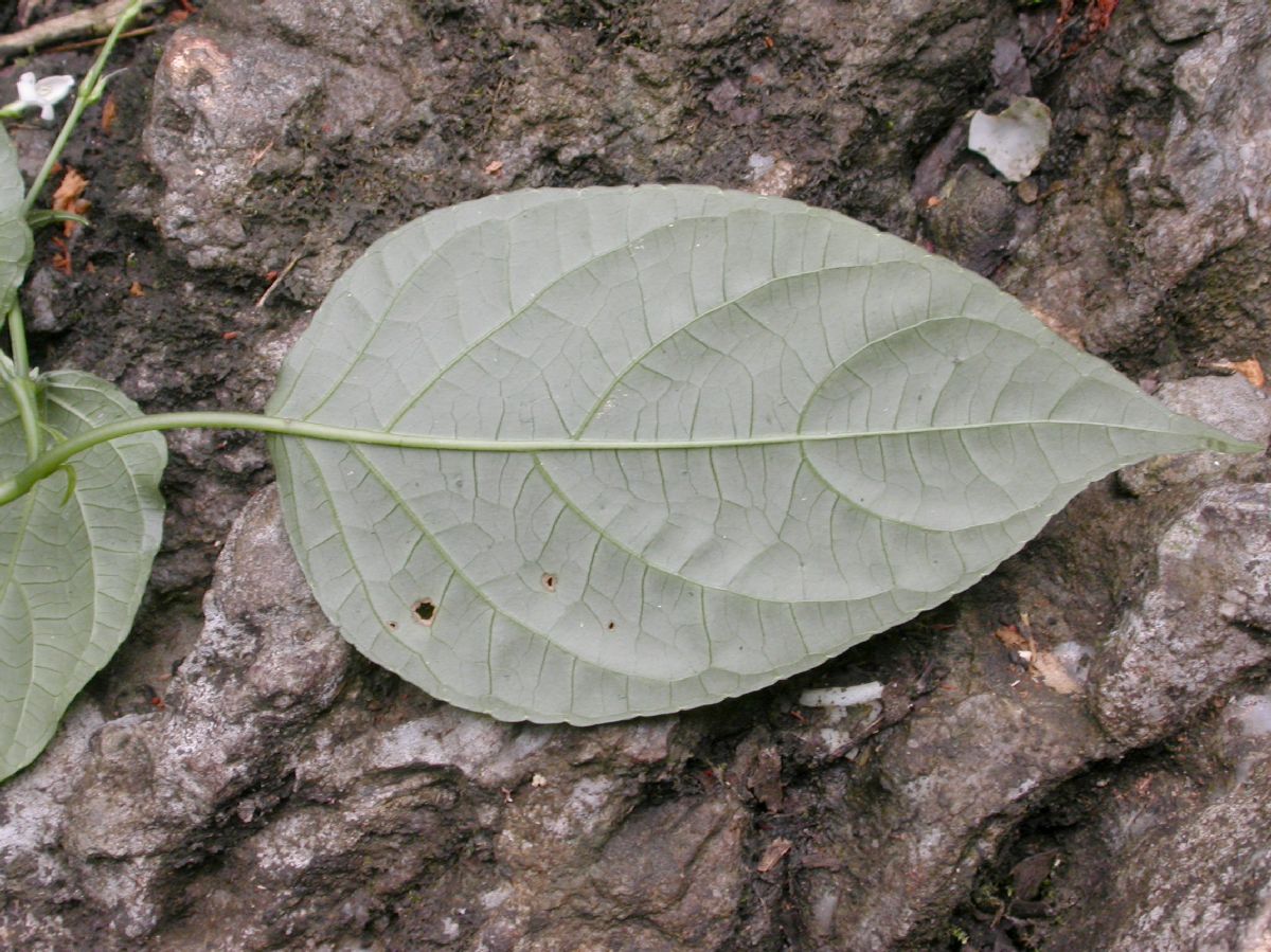 Acanthaceae  