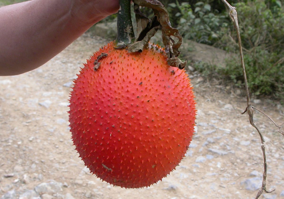 Cucurbitaceae Momordica subangulata