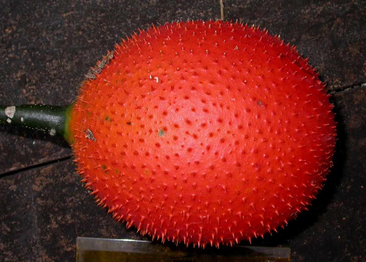 Cucurbitaceae Momordica subangulata