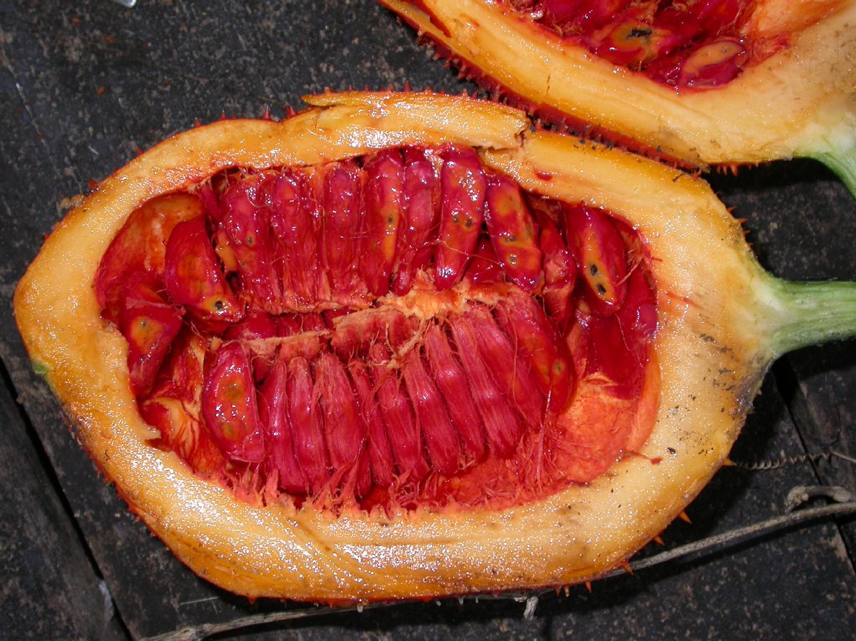 Cucurbitaceae Momordica subangulata