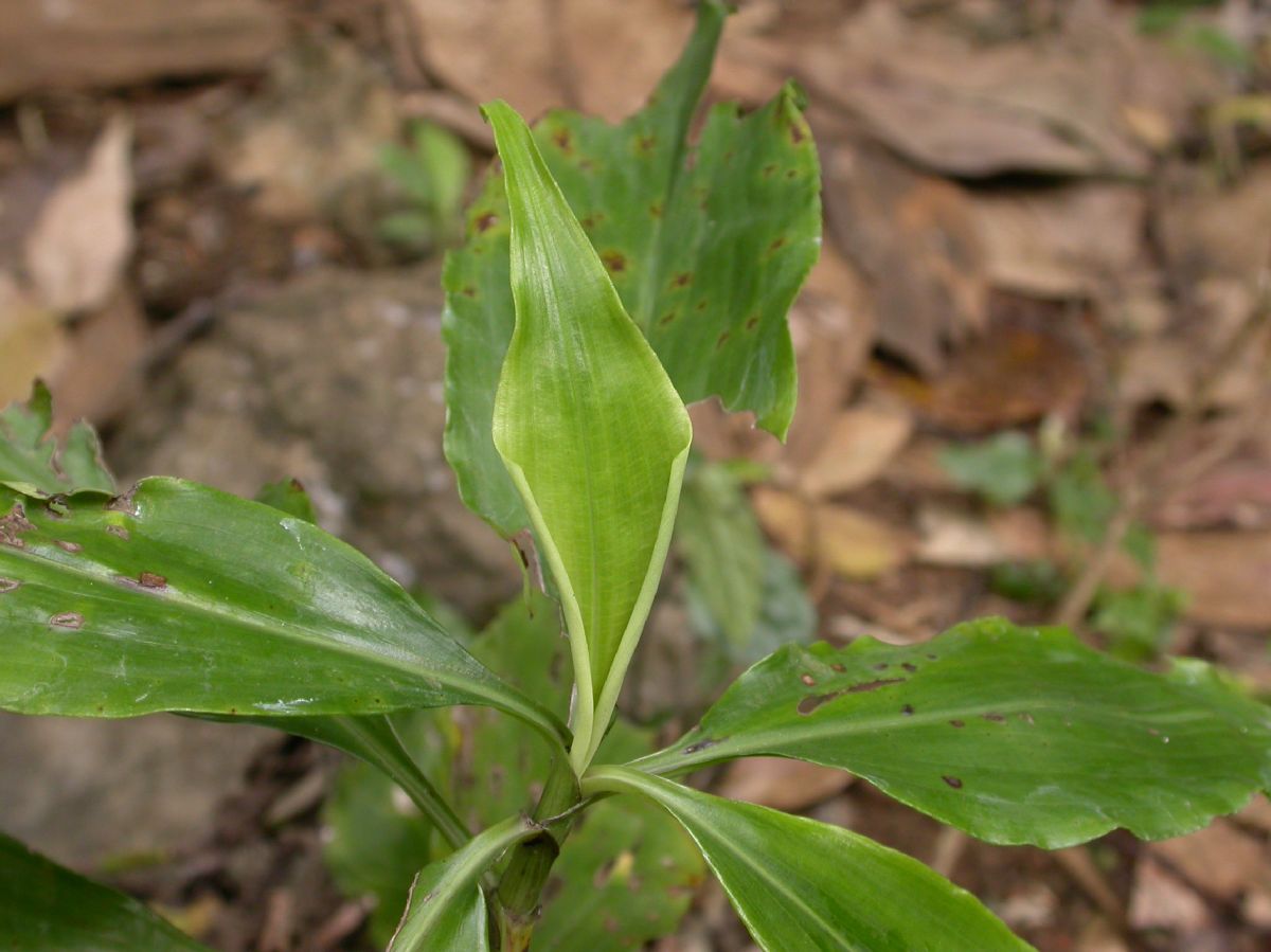 Commelinaceae Pollia thyrsiflora