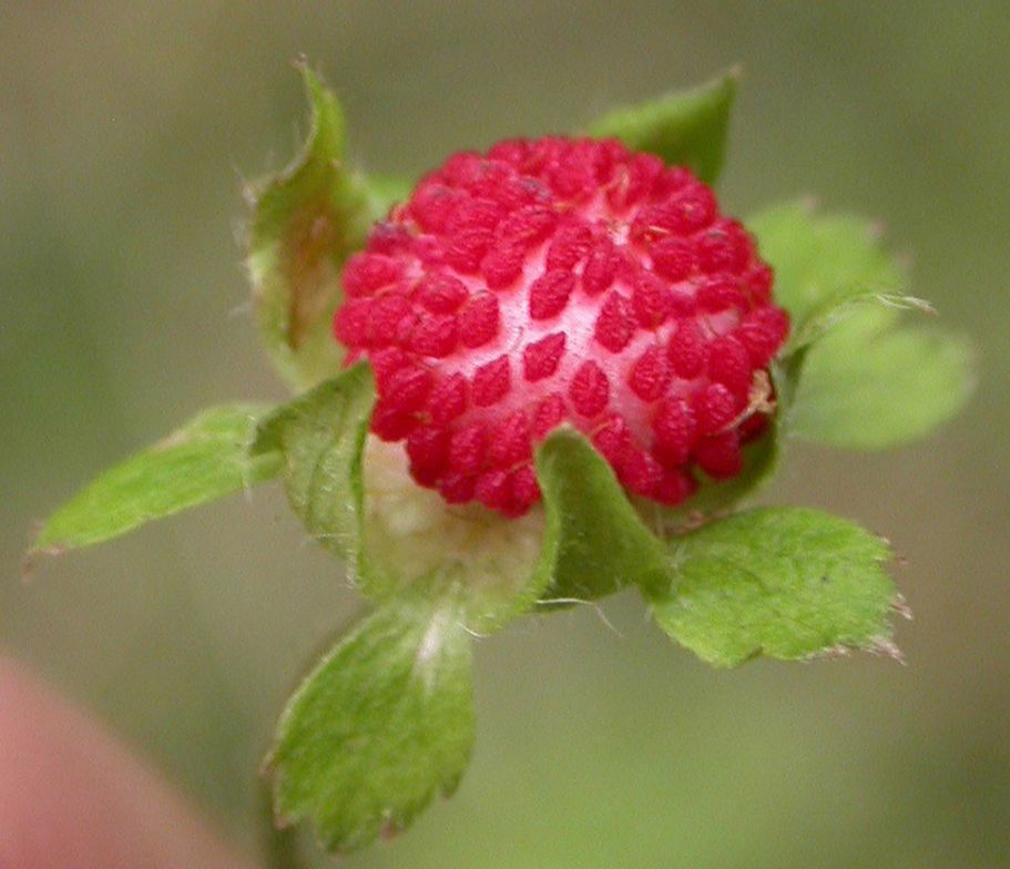 Rosaceae Fragaria nilgerrensis