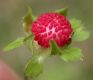 image of Fragaria nilgerrensis
