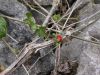 image of Fragaria nilgerrensis