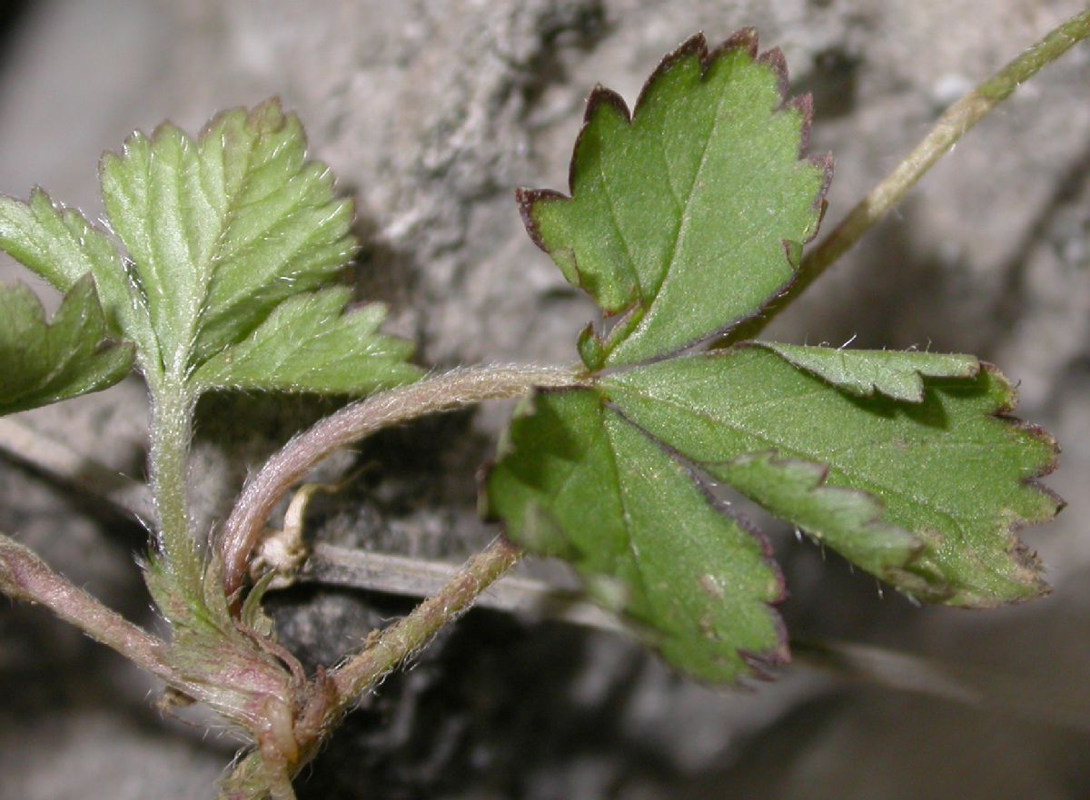 Rosaceae Fragaria nilgerrensis