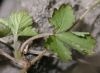 image of Fragaria nilgerrensis