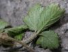 image of Fragaria nilgerrensis