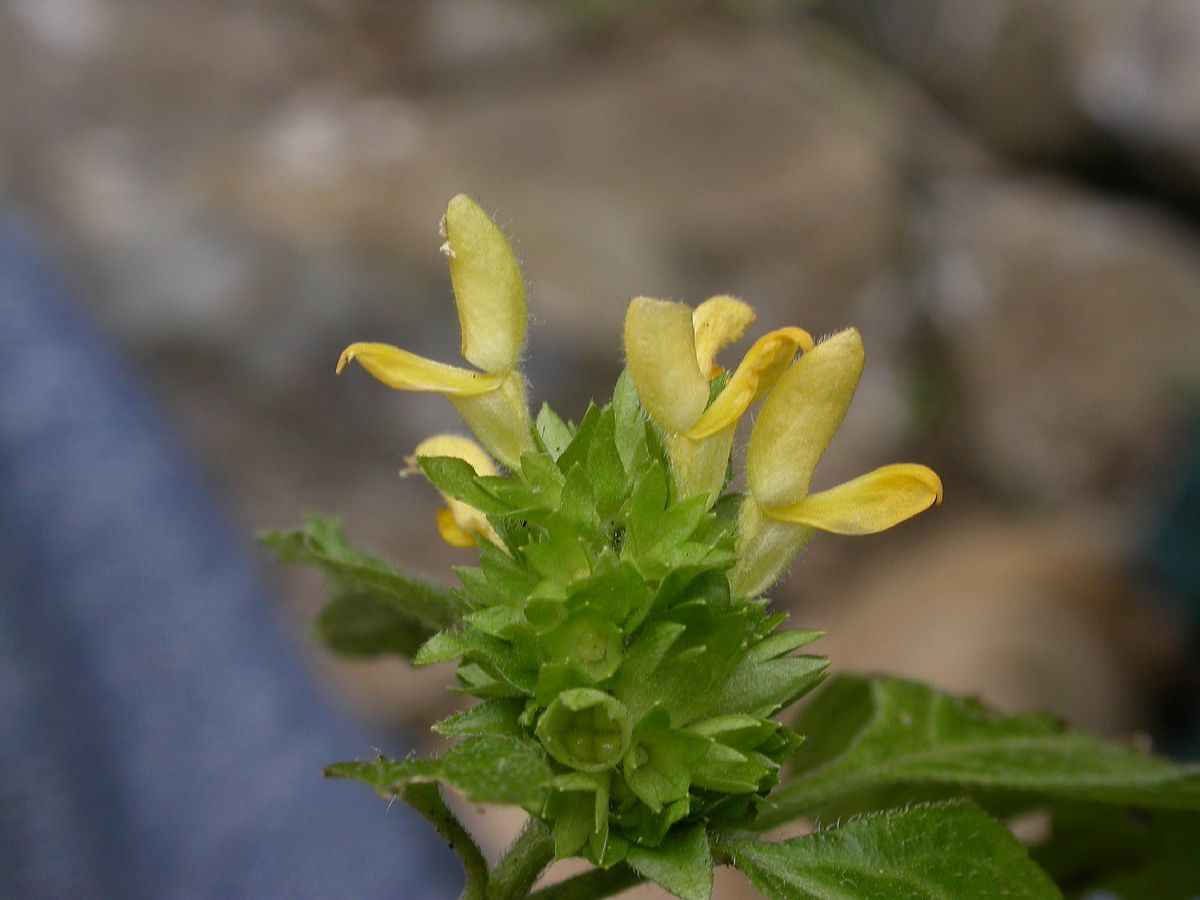 Lamiaceae  