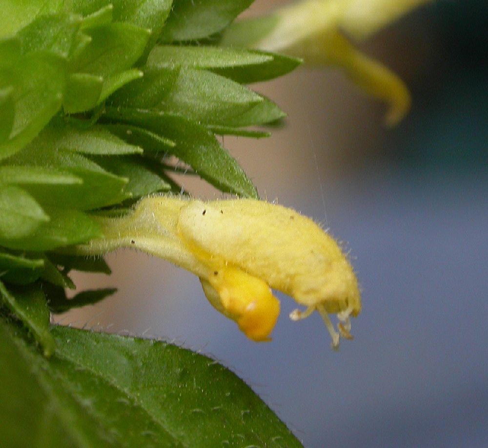 Lamiaceae  