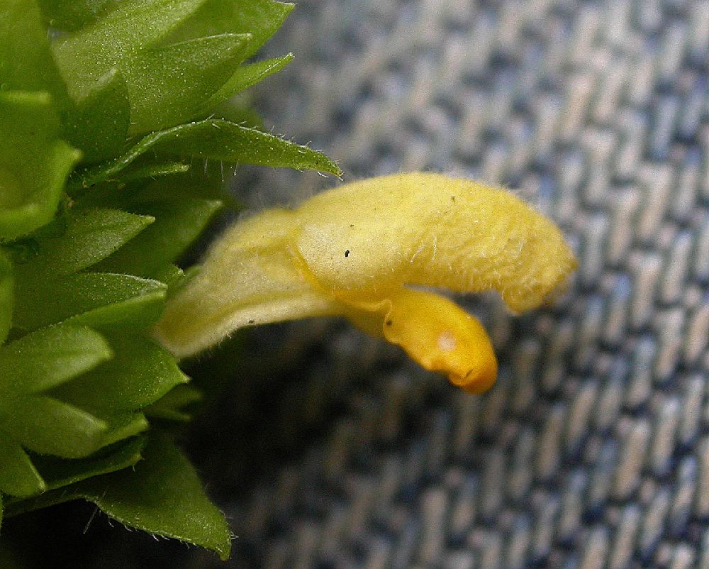 Lamiaceae  