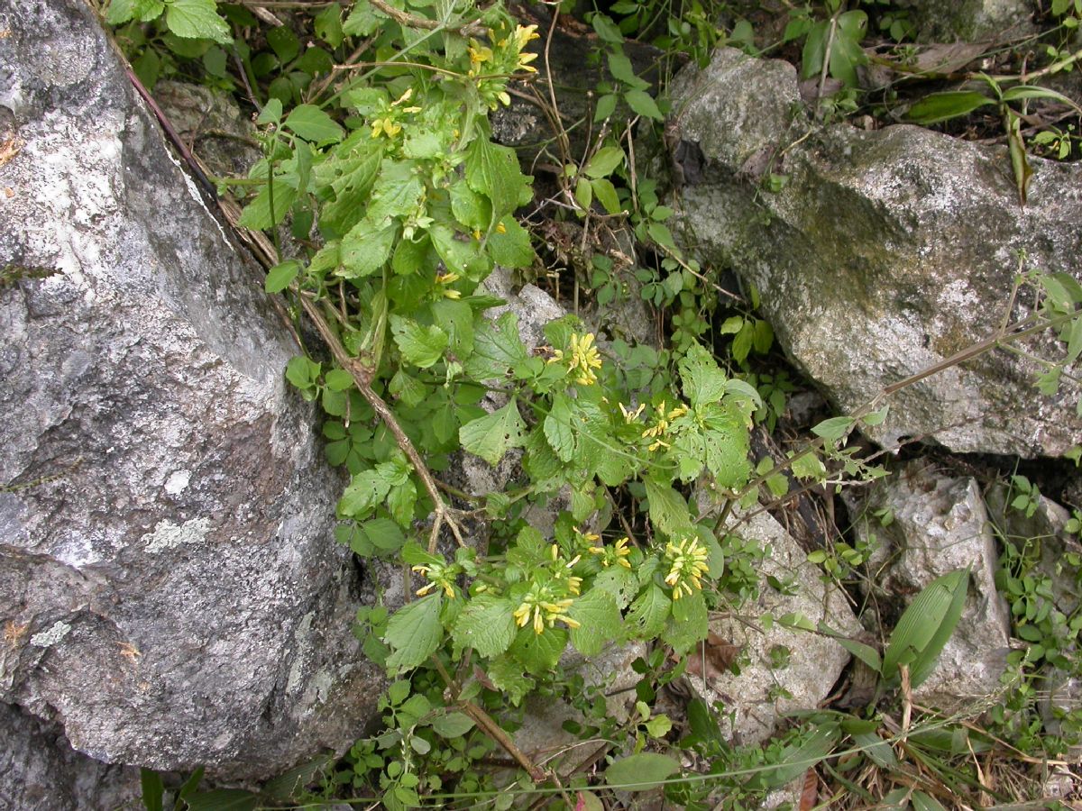 Lamiaceae  