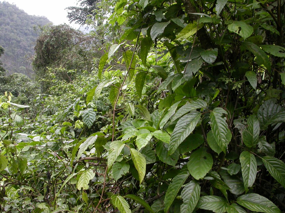 Lamiaceae  