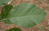 image of Solanum 