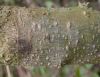 image of Solanum 