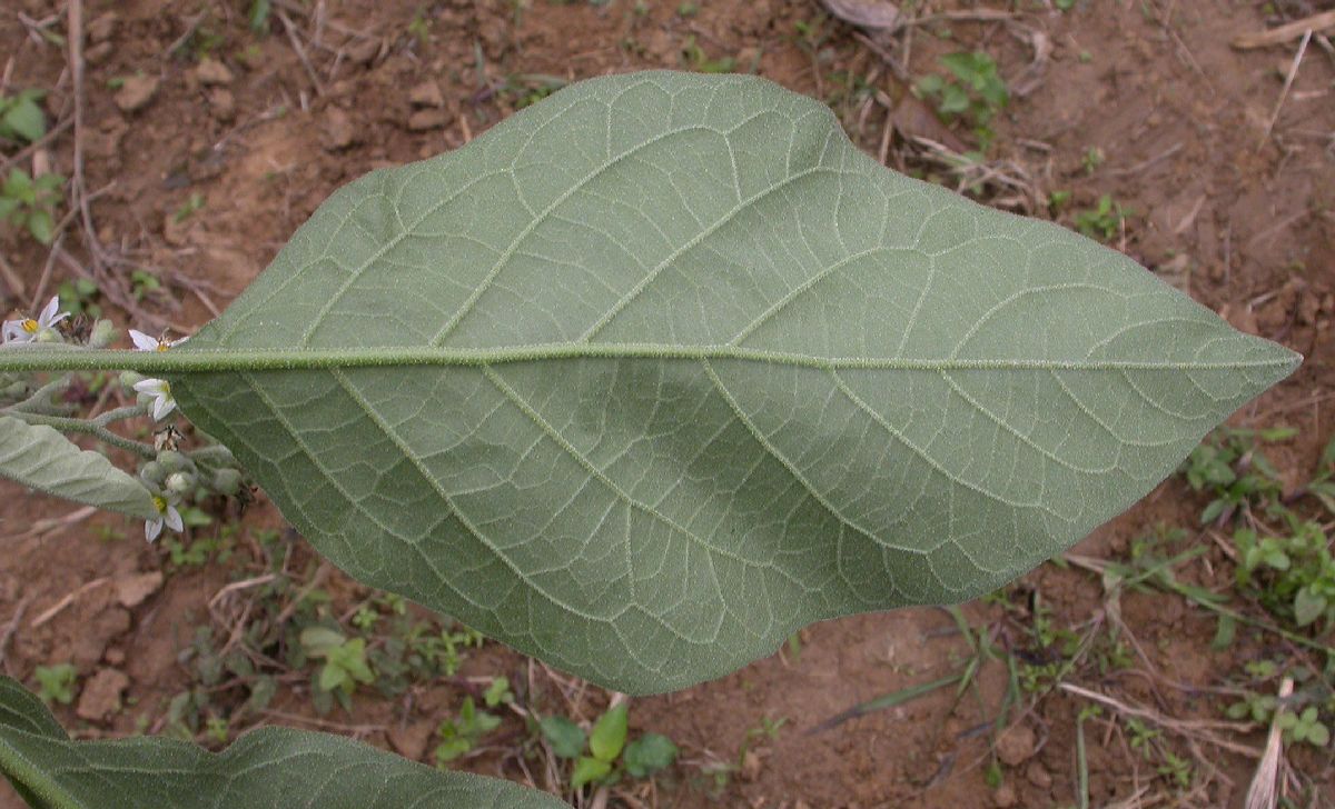 Solanaceae Solanum 