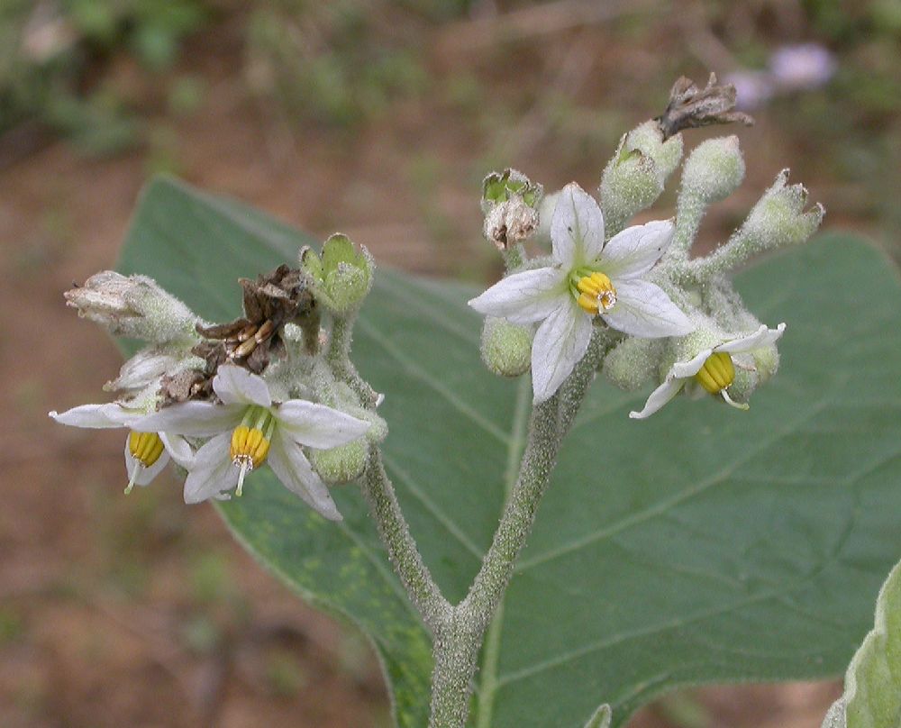 Solanaceae Solanum 
