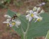 image of Solanum 