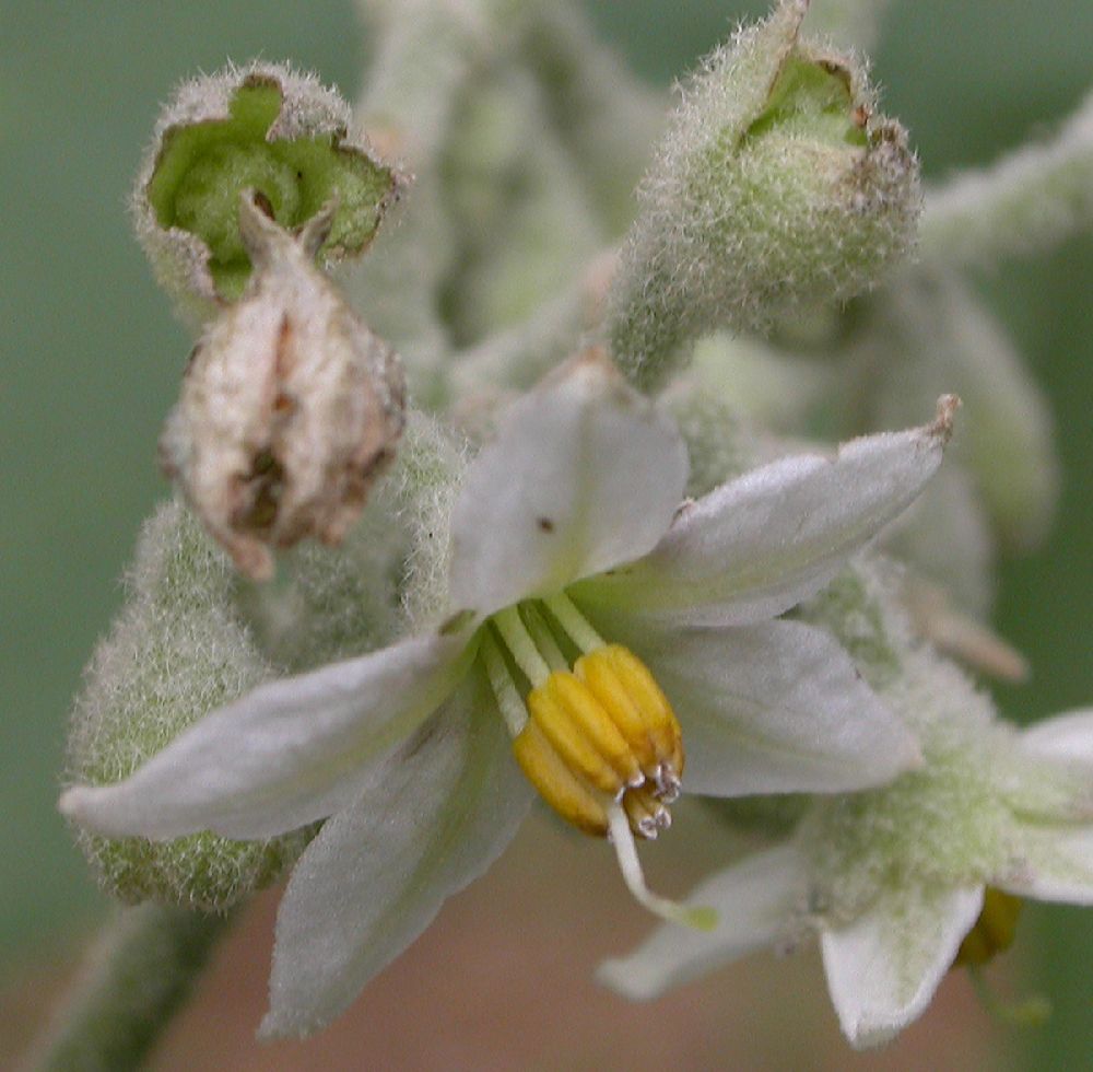 Solanaceae Solanum 