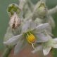 image of Solanum 
