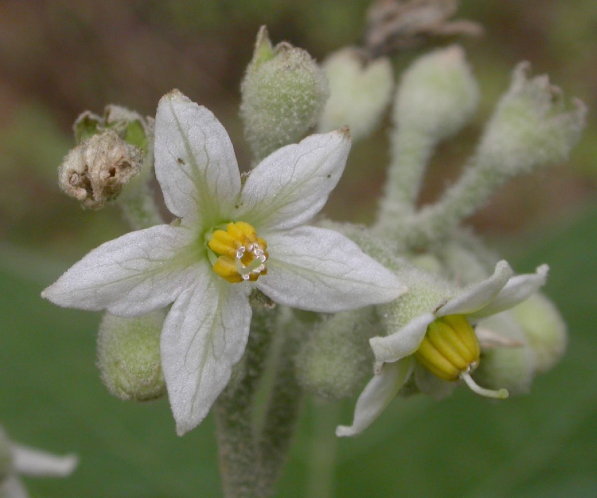 Solanaceae Solanum 