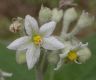 image of Solanum 