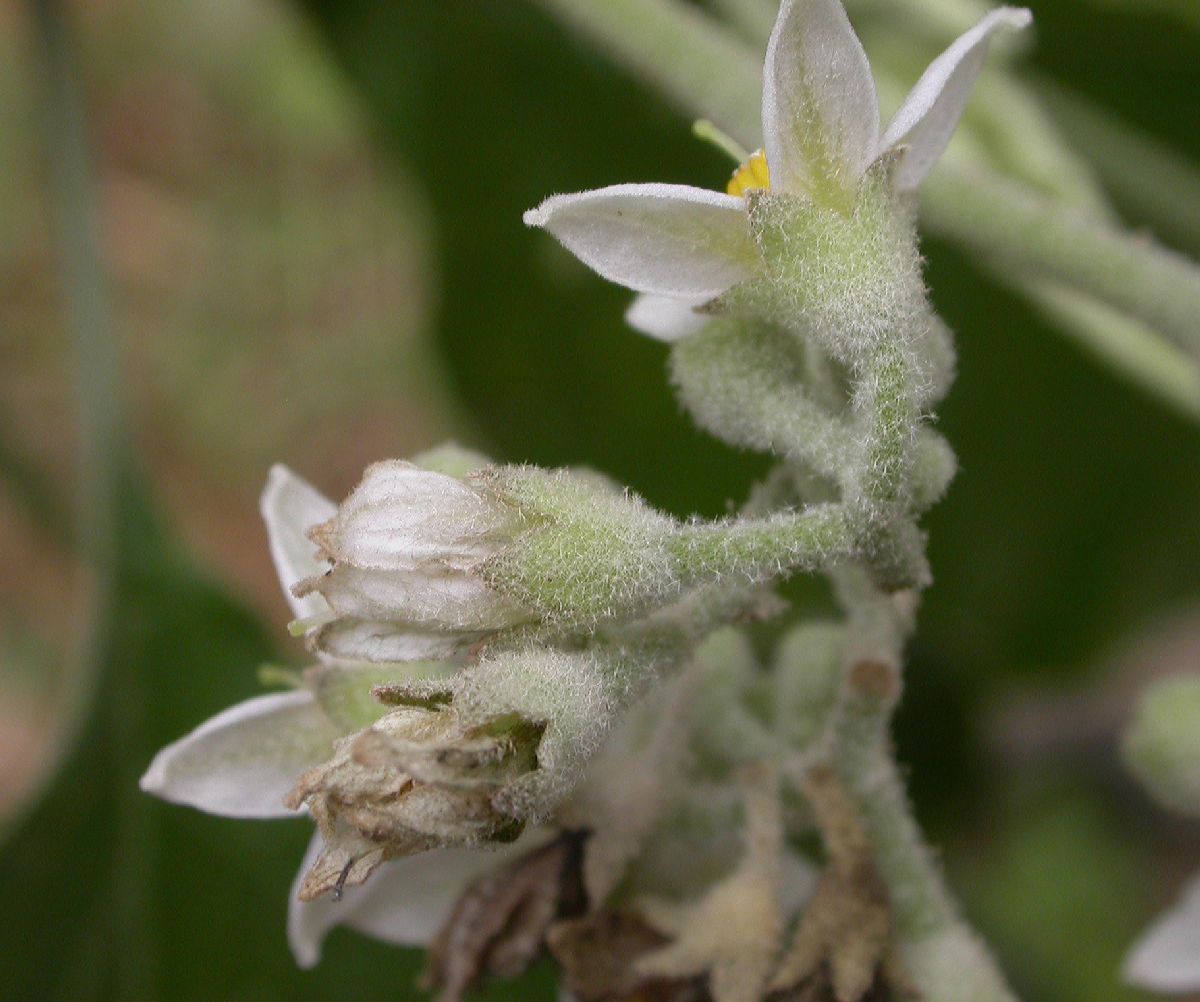 Solanaceae Solanum 