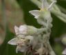 image of Solanum 