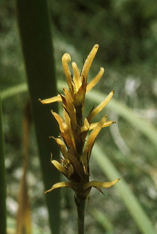 Cyperaceae  