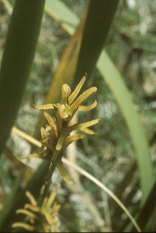 Cyperaceae  