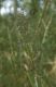 image of Dianella 