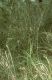 image of Dianella 