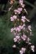 image of Stylidium 