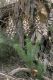 image of Stylidium 