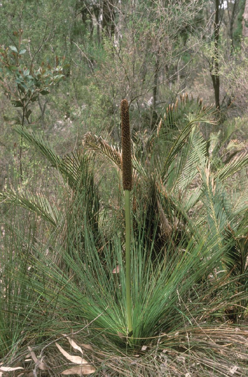 Asphodelaceae Xanthorrhoea 