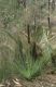 image of Xanthorrhoea 