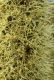 image of Xanthorrhoea 
