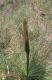 image of Xanthorrhoea 